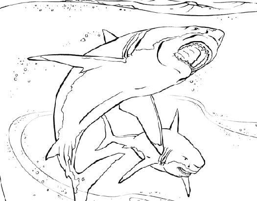 Mẫu tranh tô màu con cá mập đẹp