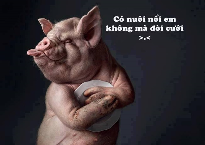 Top 200+ Hình ảnh hài hước bá đạo nhất, độc nhất, lạ nhất hiện nay 107 Hình ảnh hài hước về chú heo