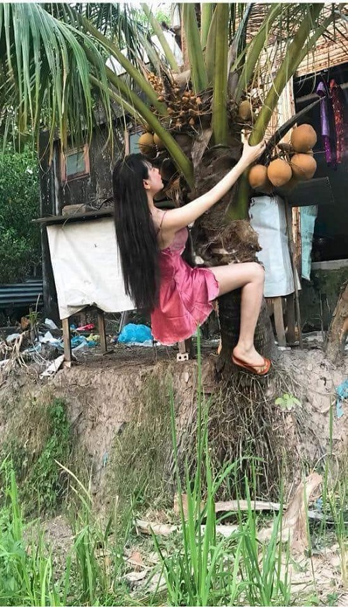 Top 200+ Hình ảnh hài hước bá đạo nhất, độc nhất, lạ nhất hiện nay 93 Ảnh hài gái xinh hái dừa