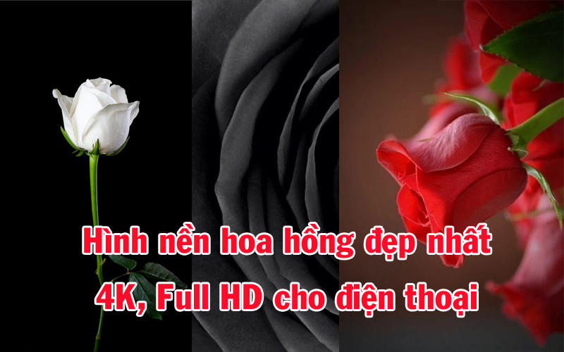 TOP 200+] Hình nền hoa hồng đẹp nhất, 4K, Full HD cho điện thoại