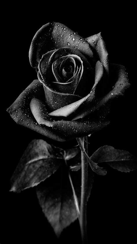 Hình nền hoa hồng đen