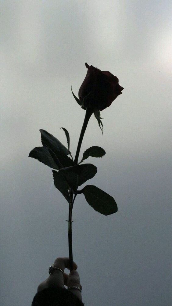 Hình nền hoa hồng đen