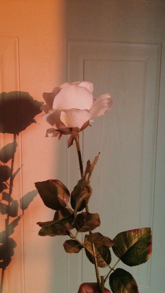 ảnh Hình ảnh Nền Hoa Hồng Tải Xuống Miễn Phí ảnh hoa hồng màu đỏ hồng  cánh hoa đẹp Trên Lovepik