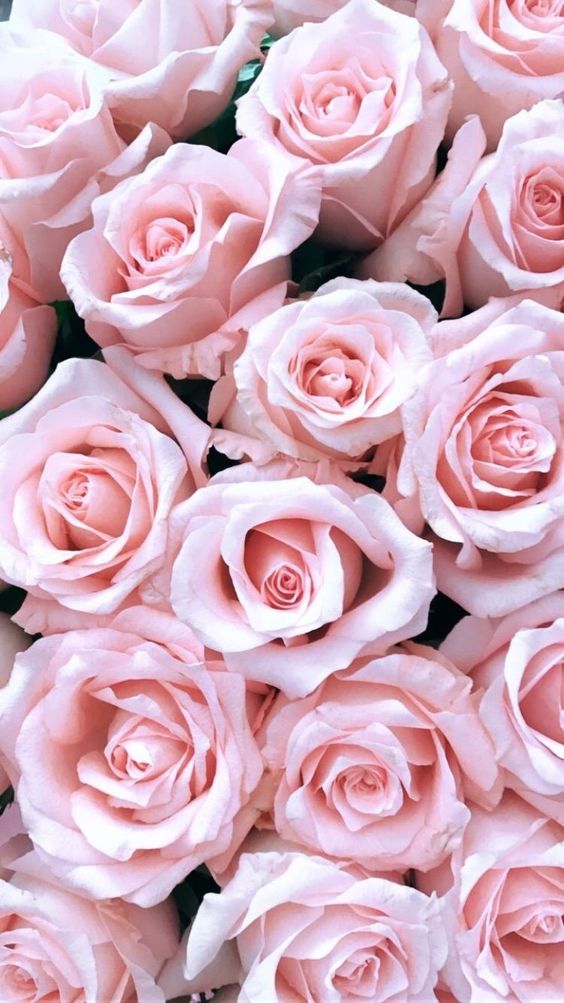 Hình nền hoa hồng phấn đẹp