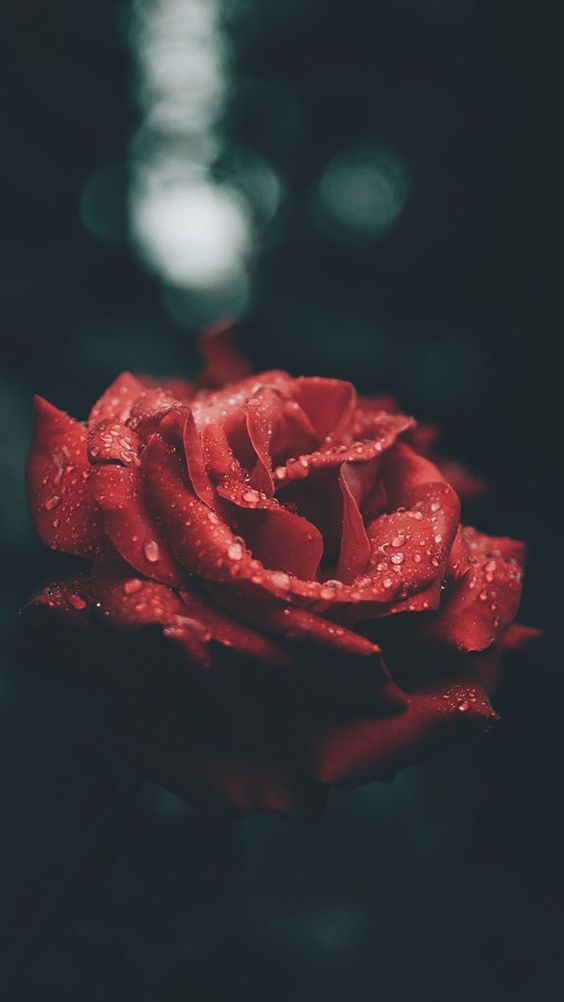 Hình nền hoa hồng đẹp trong bóng đêm