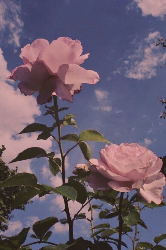 TOP 200+] Hình nền hoa hồng đẹp nhất, 4K, Full HD cho điện thoại