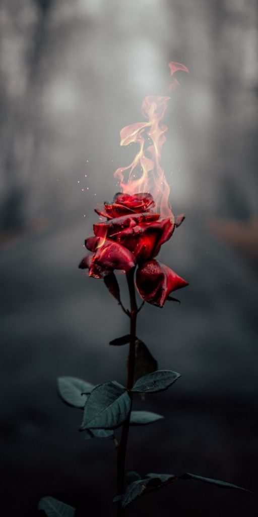 Hình nền hoa hồng ngầu