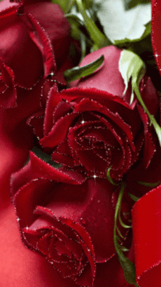 Hình nền động về hoa hồng đỏ 