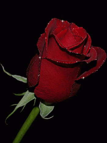 Hình nền động hoa hồng đỏ đẹp