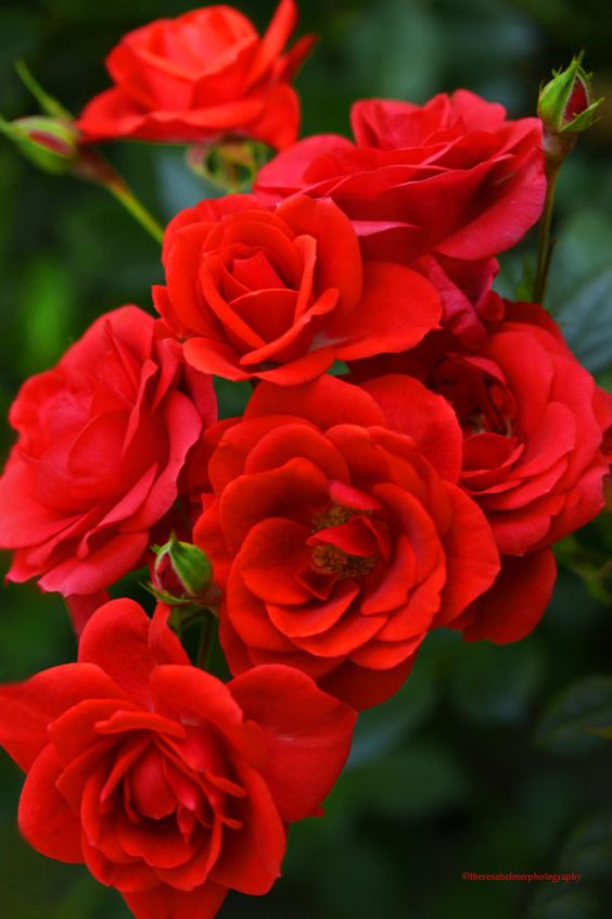 Hình nền hoa hồng đỏ tươi đẹp