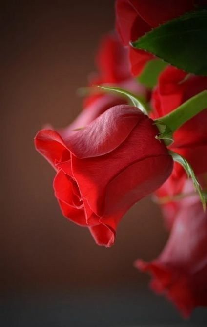 Hình nền hoa hồng đỏ