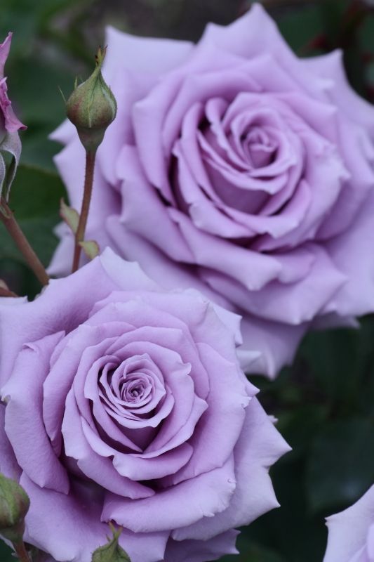 Hình nền hoa hồng tím độc lạ