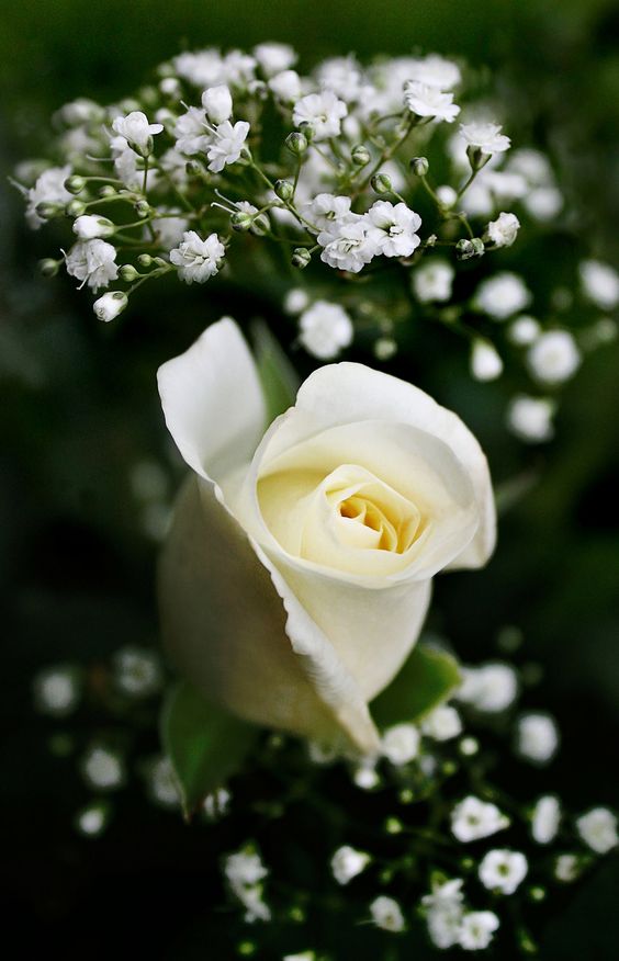 Hình nền hoa hồng trắng