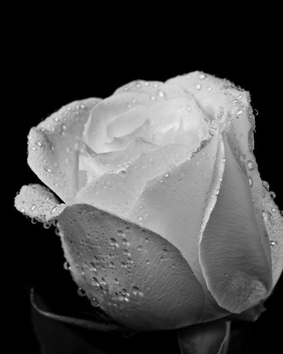Hình nền hoa hồng trắng