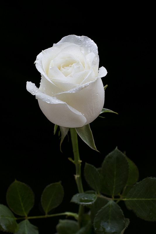 [top 200+] hình nền hoa hồng đẹp nhất, 4k, full hd cho điện thoại