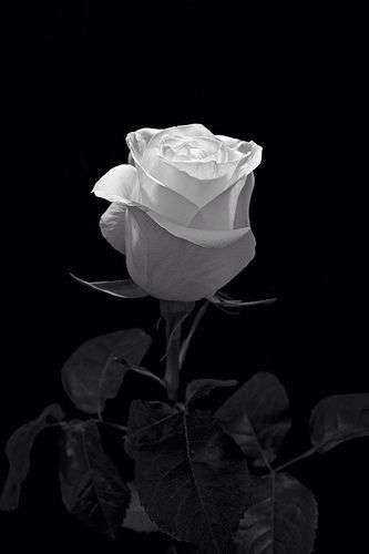 Hình nền hoa hồng trắng nền đen đẹp