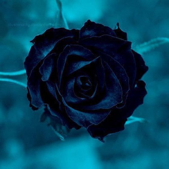 Hình nền hoa hồng xanh đen đẹp