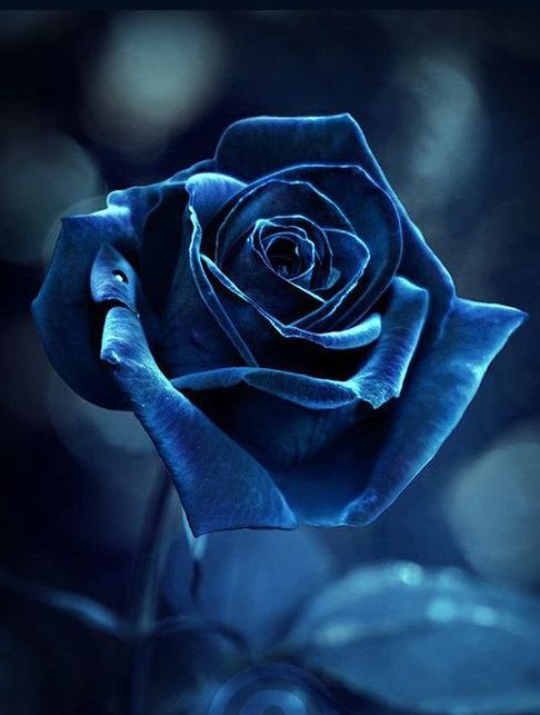 Hình nền hoa hồng xanh 3D đẹp