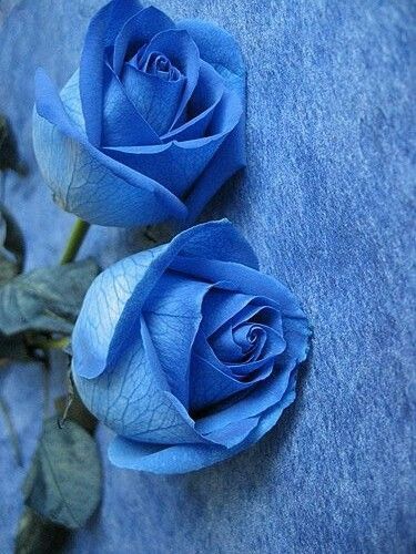 Hình nền hoa hồng xanh đẹp