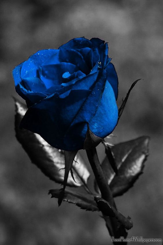 Hình nền hoa hồng xanh