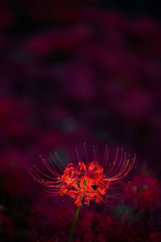 Chi tiết nhiều hơn 85 vong xuyên hình nền hoa bỉ ngạn hay nhất - Tin học  Đông Hòa