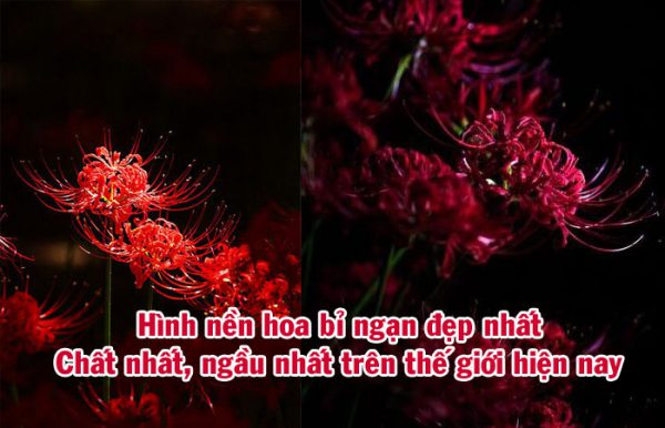 Hình nền hoa bỉ ngan đẹp nhất