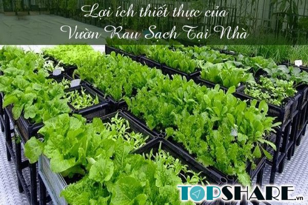 Lợi ích thiết thực của vườn rau sạch tại nhà