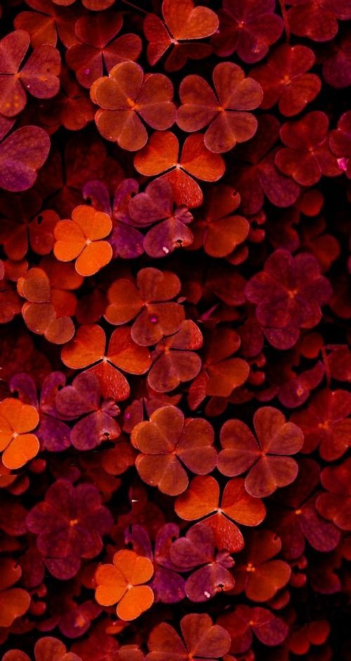 Hình nền hoa red color đẹp