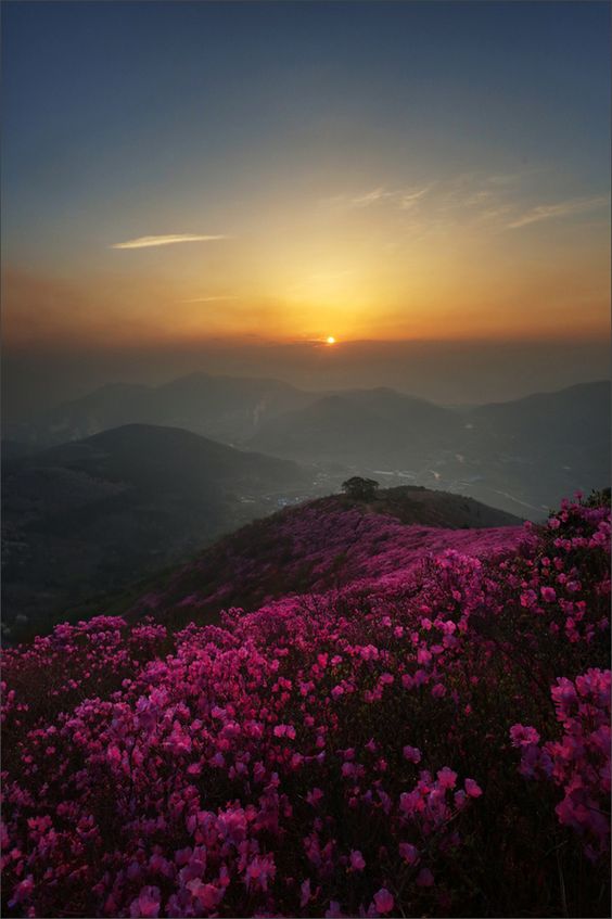 Hình nền chill cảnh đồi hoa rực rỡ