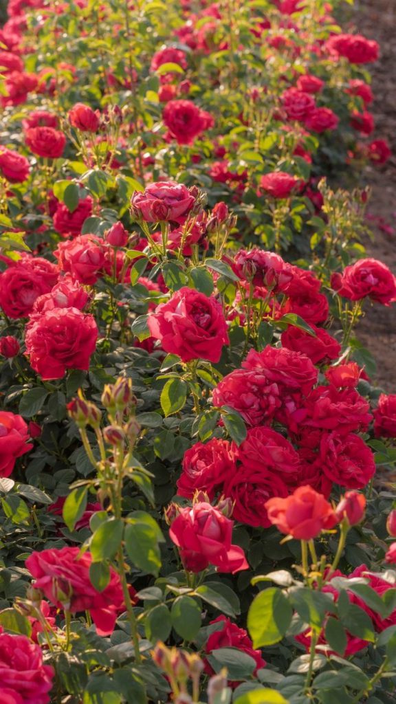 Hình nền chill cảnh hoa đỏ rực rỡ