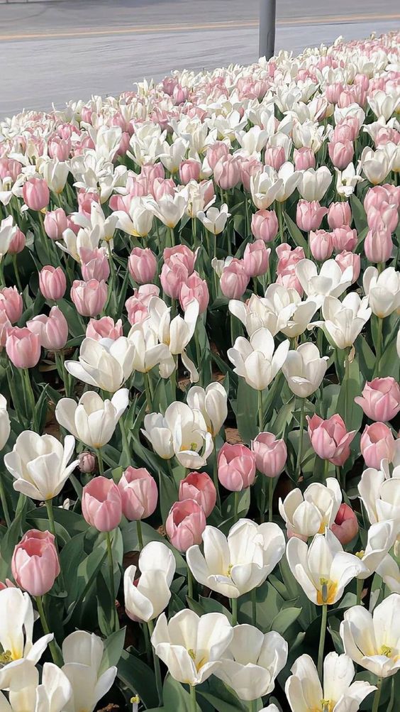 Hình nền hoa Tulip Trắng đẹp