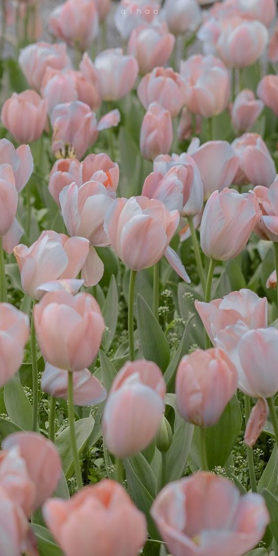 199+ Hình Nền Hoa Tulip Đẹp Lung Linh, Trang Nhã & Thanh Lịch Nhất