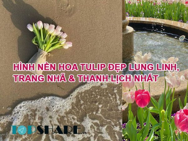 Hình Nền Hoa Tulip Đẹp Lung Linh,  Trang Nhã & Thanh Lịch Nhất
