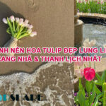 Hình Ảnh Nền Hoa Tulip Đẹp Lung Linh