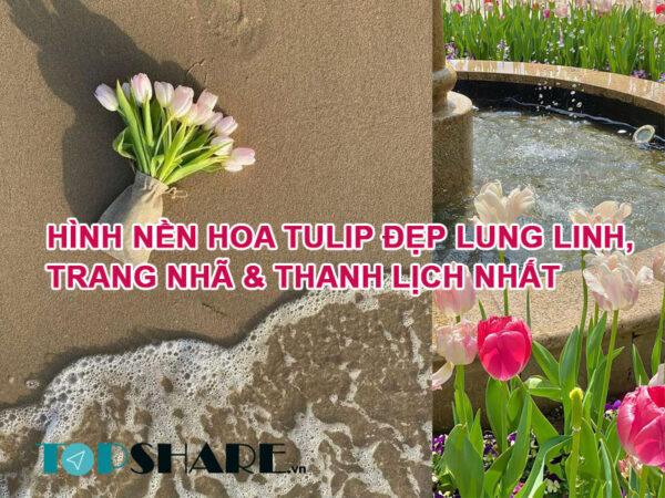 TOP 199+ Hình Nền Hoa Tulip Đẹp Lung Linh, Trang Nhã & Thanh Lịch Nhất Hiện Nay 4 Hình Ảnh Nền Hoa Tulip Đẹp Lung Linh