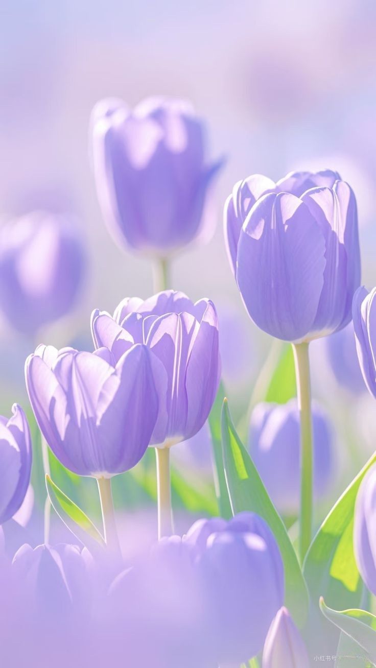 TOP 199+ Hình Nền Hoa Tulip Đẹp Lung Linh, Trang Nhã & Thanh Lịch Nhất Hiện Nay 113 TOP 199+ Hình Nền Hoa Tulip Đẹp Lung Linh, Trang Nhã & Thanh Lịch Nhất Hiện Nay 99