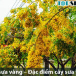 Cây sưa vàng – Đặc điểm cây sưa vàng