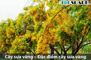 Cây sưa vàng – Đặc điểm cây sưa vàng