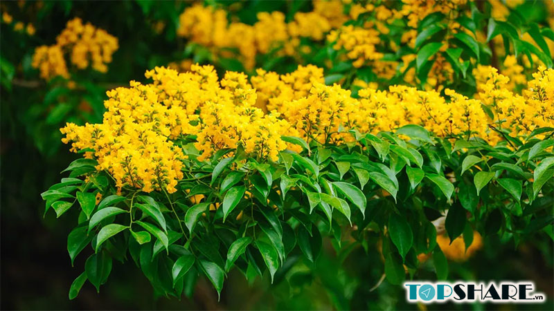 Cây sưa vàng - Đặc điểm cây sưa vàng 8 Hoa sưa vàng