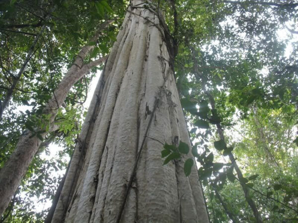 Tổng quan và Công dụng của cây Gõ Đỏ