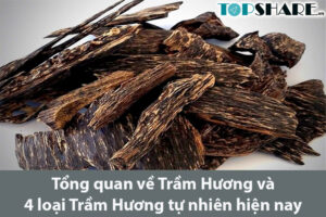 Tổng quan về Trầm Hương và 4 loại Trầm Hương tự nhiên hiện nay