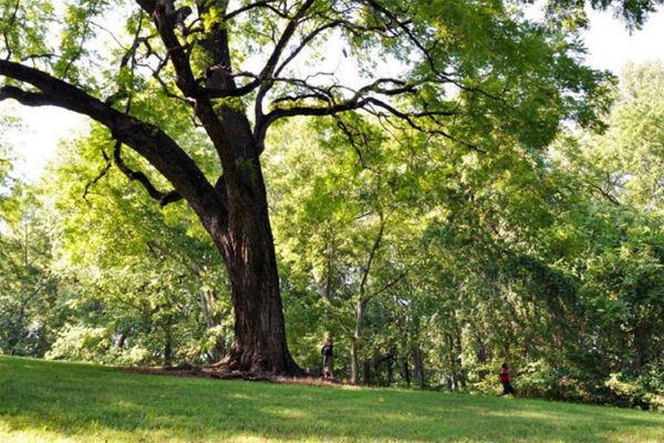 Cây óc chó và những đặc điểm của cây óc chó 19 Cây óc chó