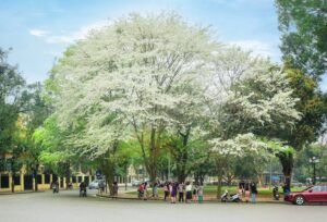 Cây sưa trắng