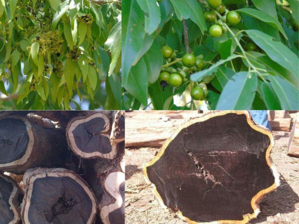 Cây Gỗ Mun - những đặc tính và các loại gỗ mun 15 Cây Gỗ Mun