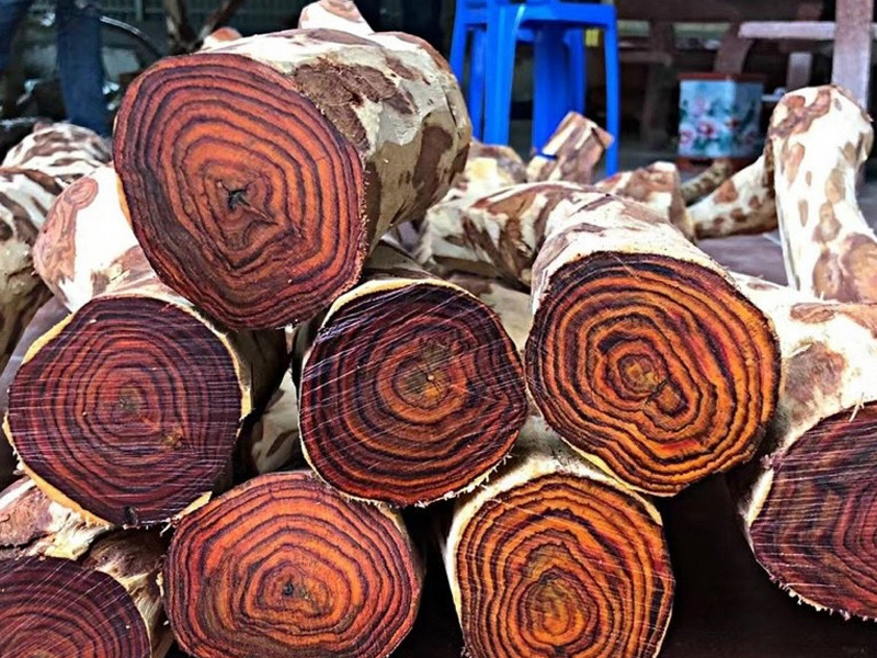 Gỗ sưa đỏ