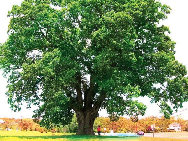 Thông tin tổng quan về cây gỗ Gụ và những sản phẩm làm từ chúng 14 Cây gỗ Gụ